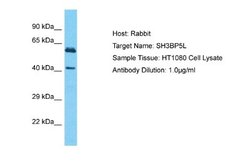 SH3BP5L Rabbit anti-Human, Polyclonal, Novus Biologicals 0.1ml; Unconjugated:Antibodies,